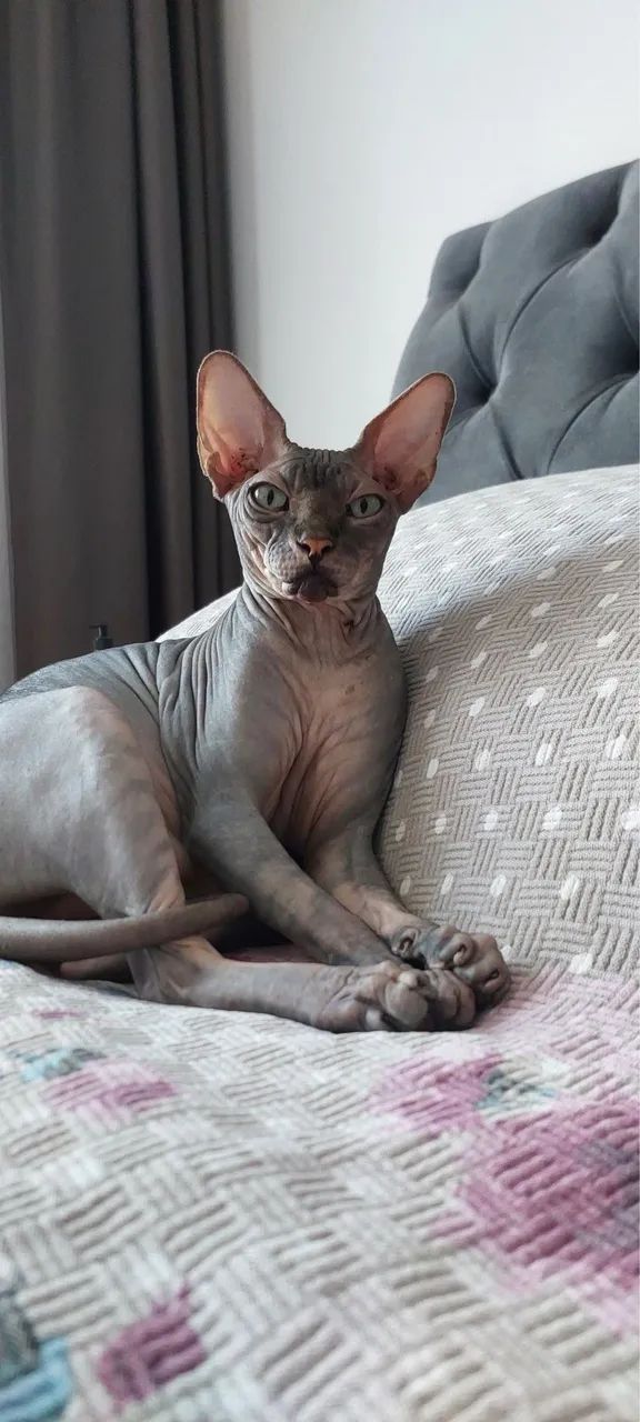 Sphynx 