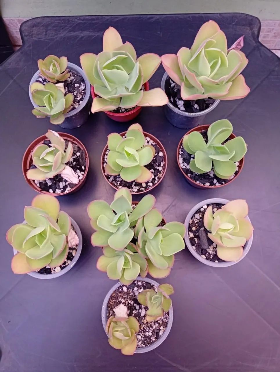 Suculenta Ech. Pálida lote com 10 vasos  - Foto 2