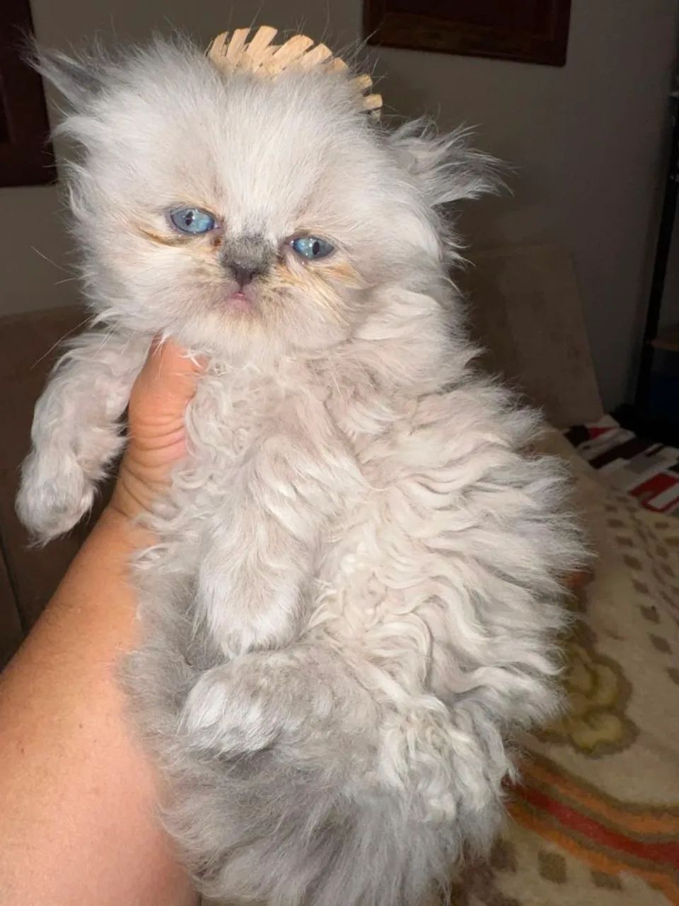 Machinho lindo Himalaio - Foto 4