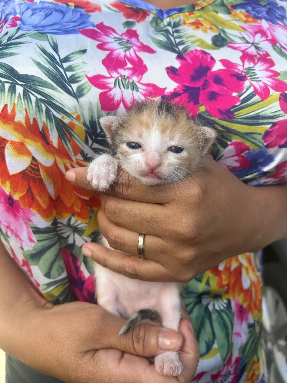 Doação de gatinhos  - Foto 3