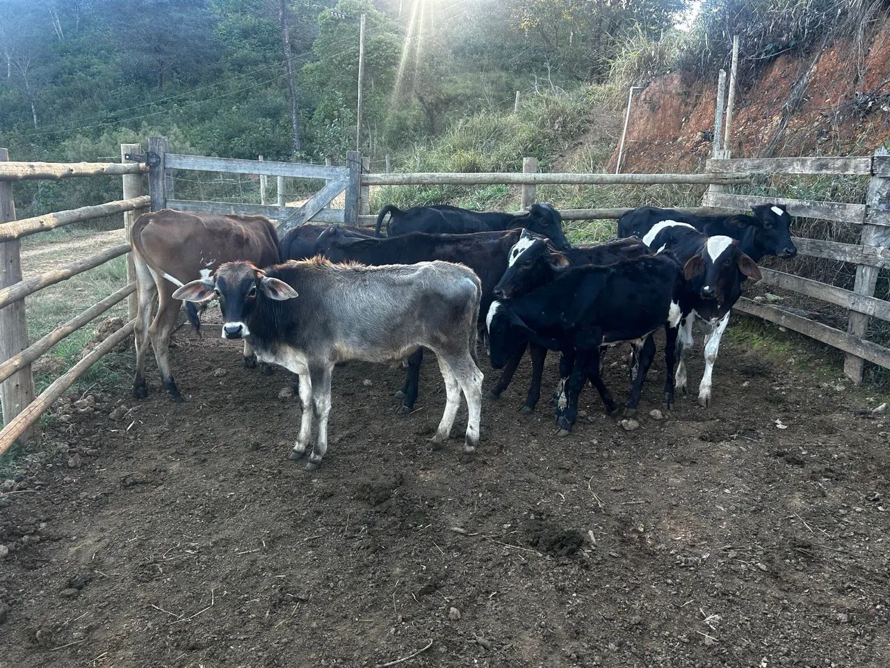 Bezerros  - Foto 3