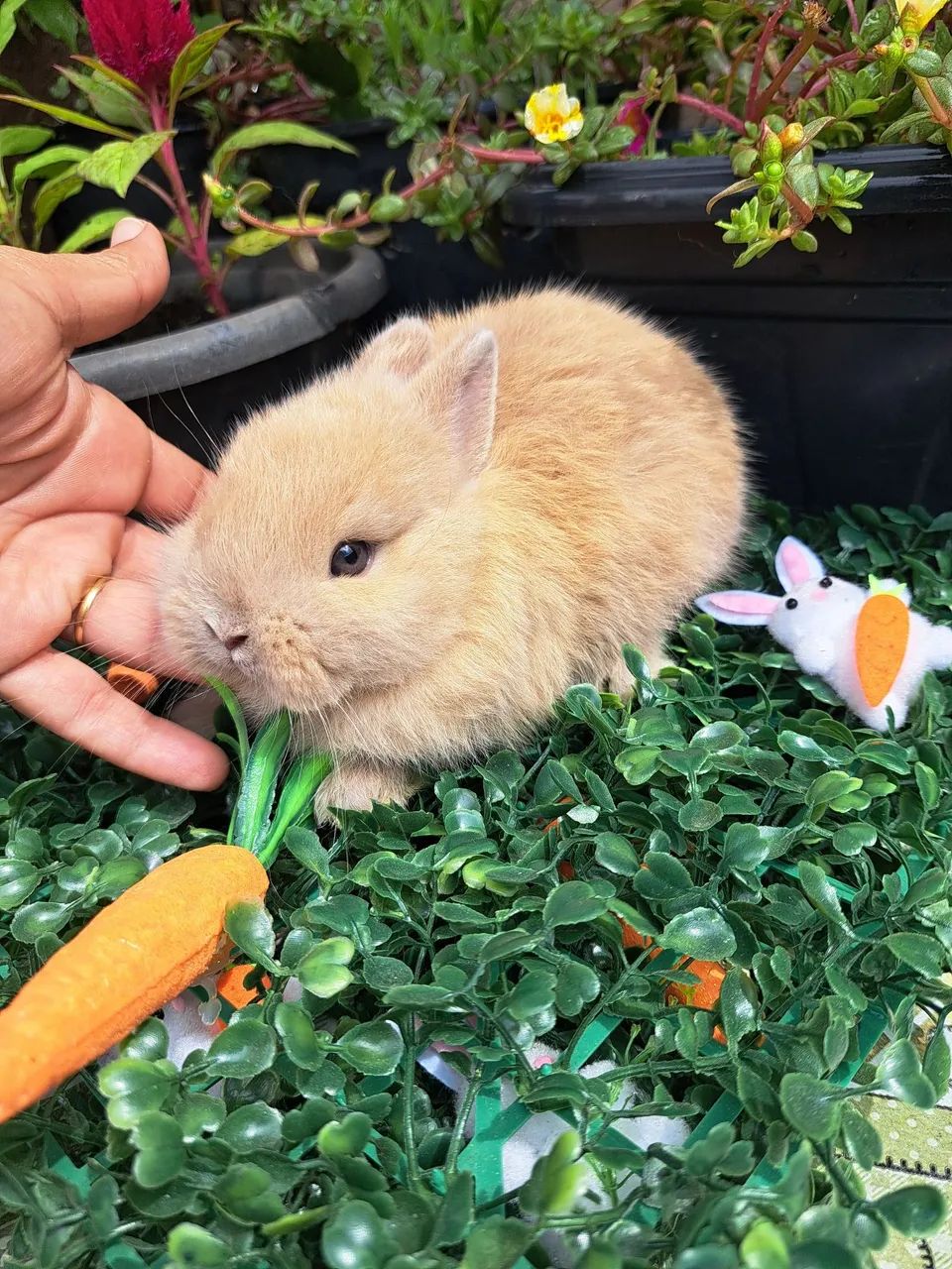 Mini coelhos 