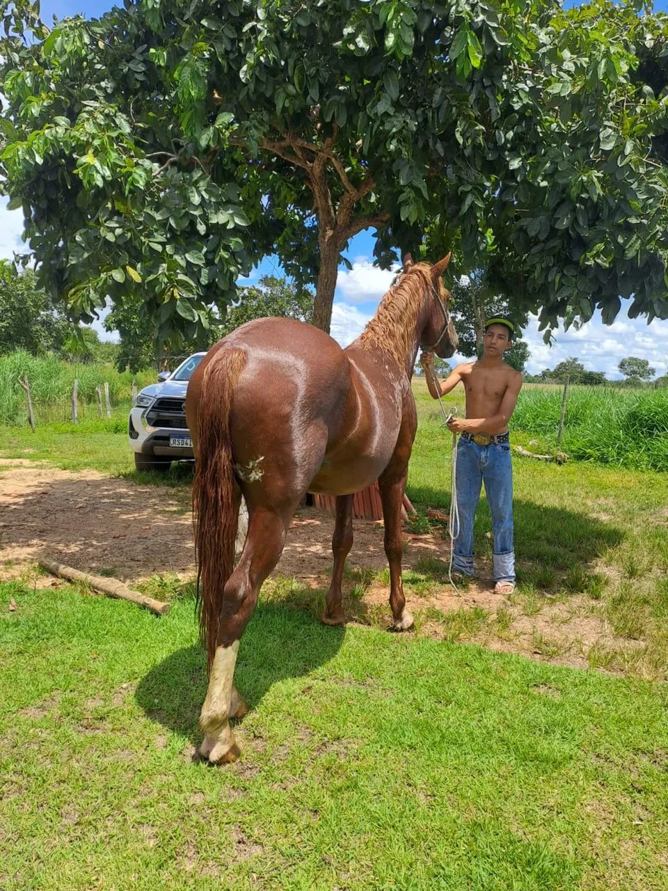 Cavalo quarto milha  - Foto 3