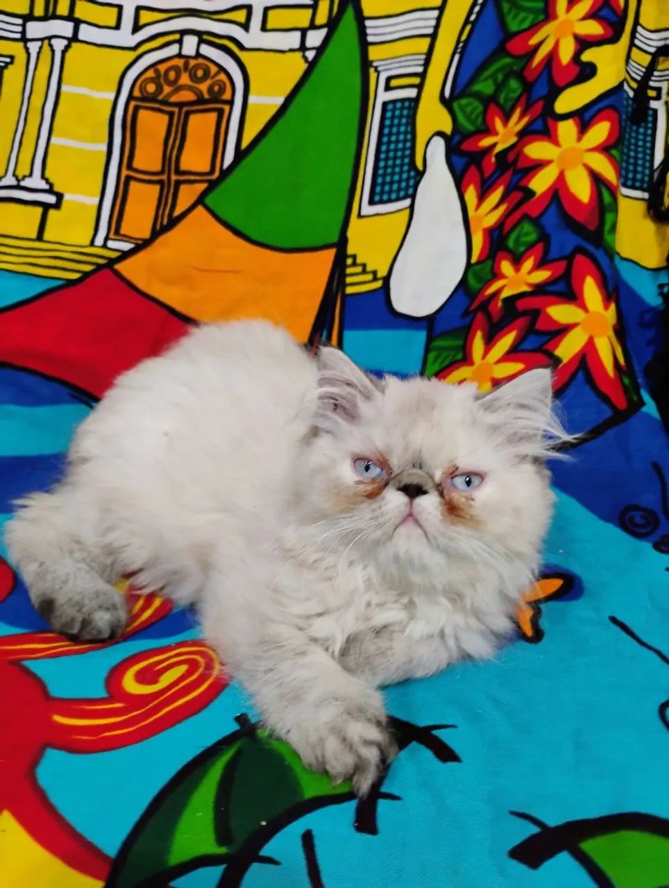 Gato Persa Filhotes Litoral  - Foto 6