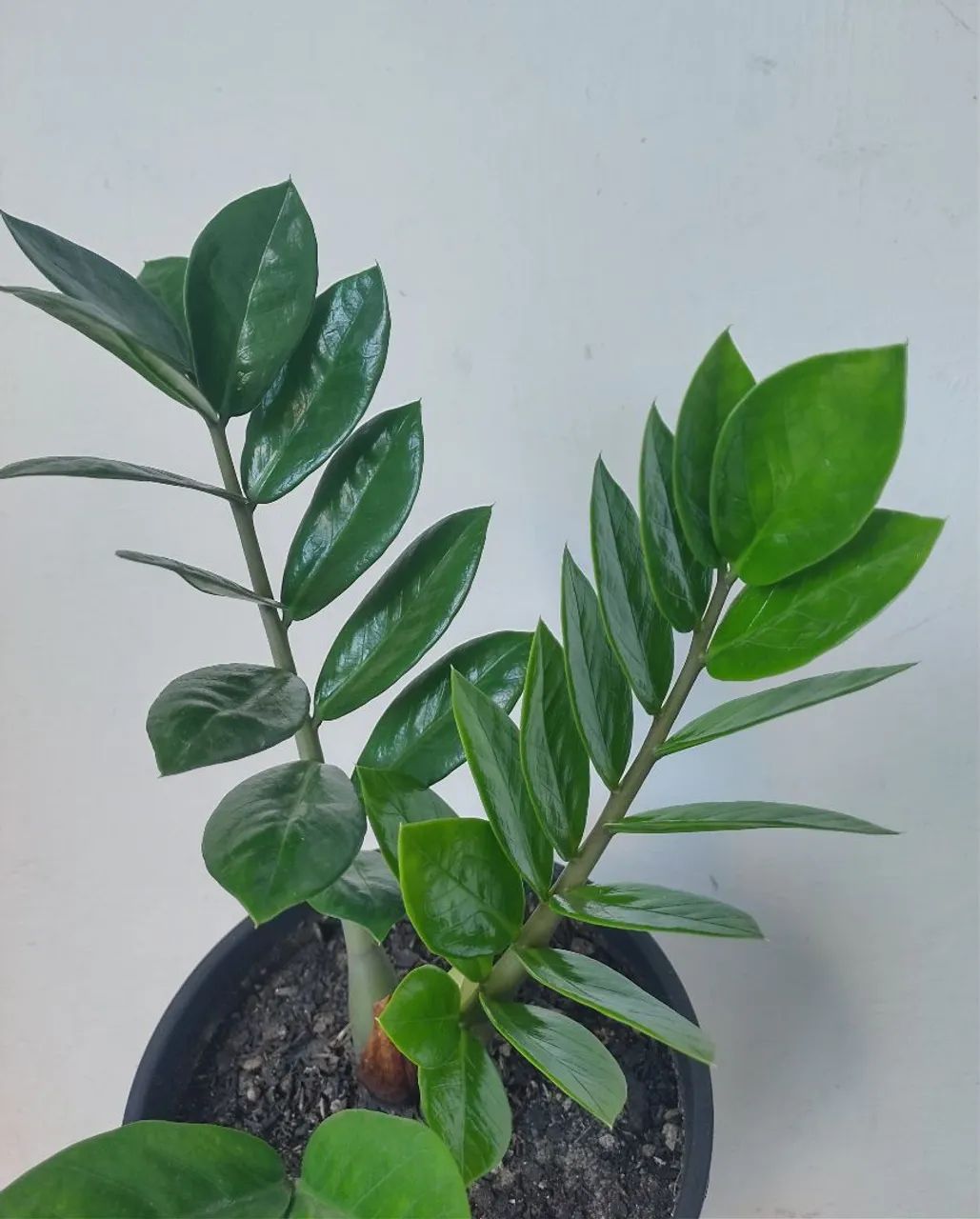 Zamioculca (Muda Planta da Fortuna) - Foto 2