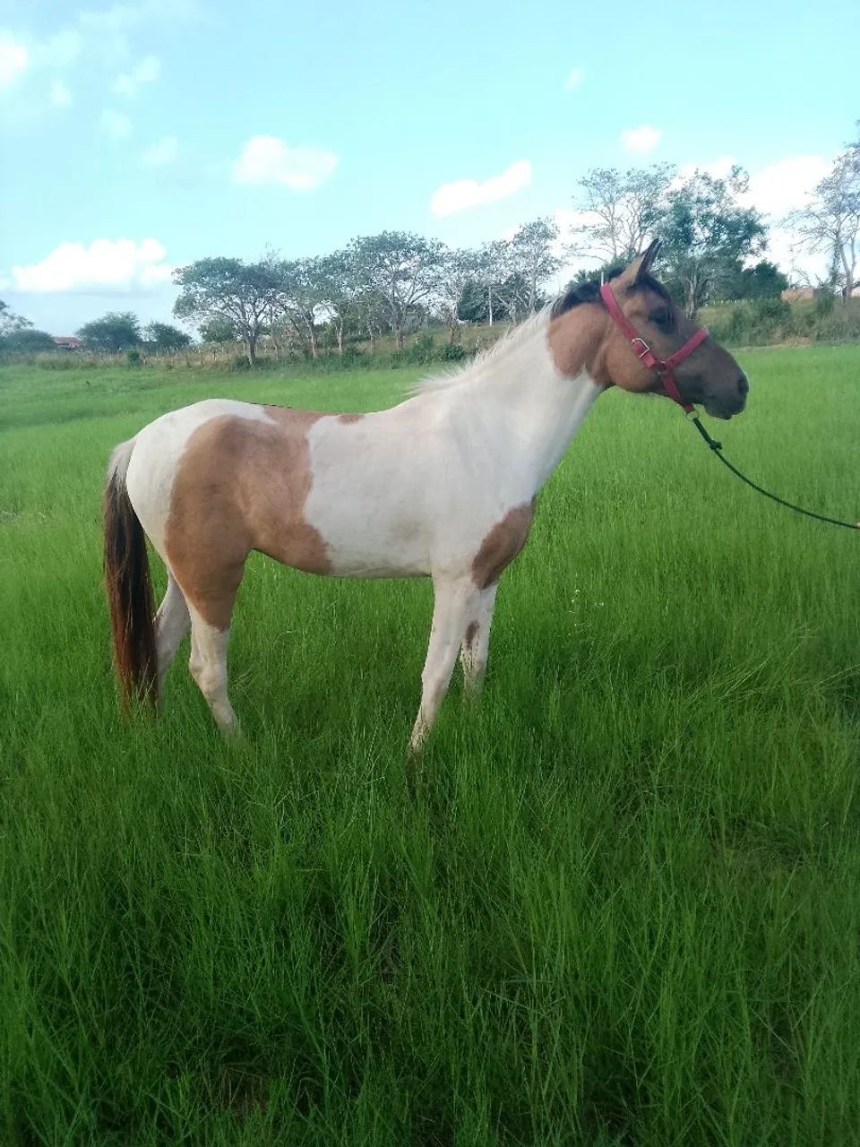 Potra mangalarga 