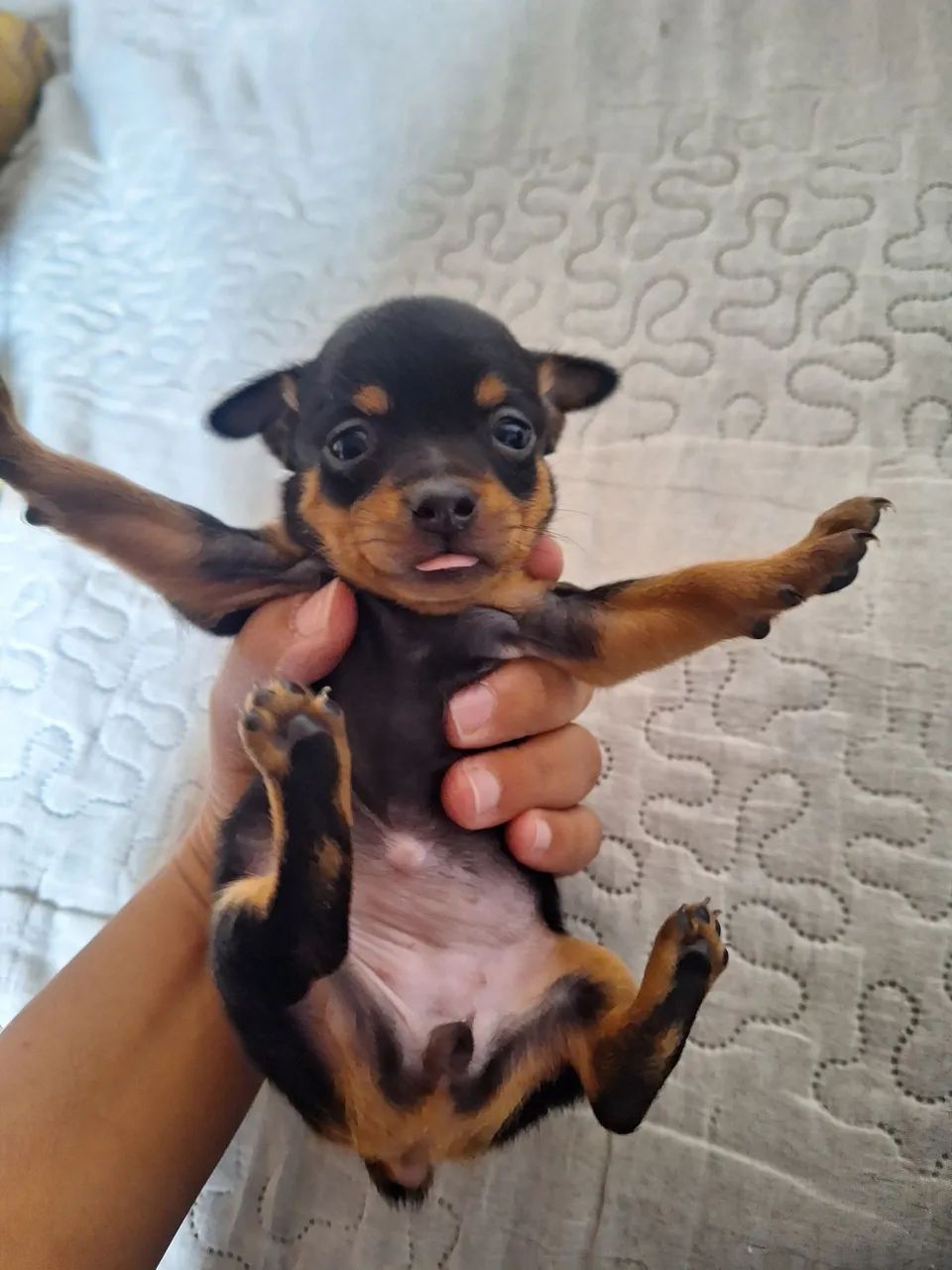 Pinscher zero Macho  - Foto 2