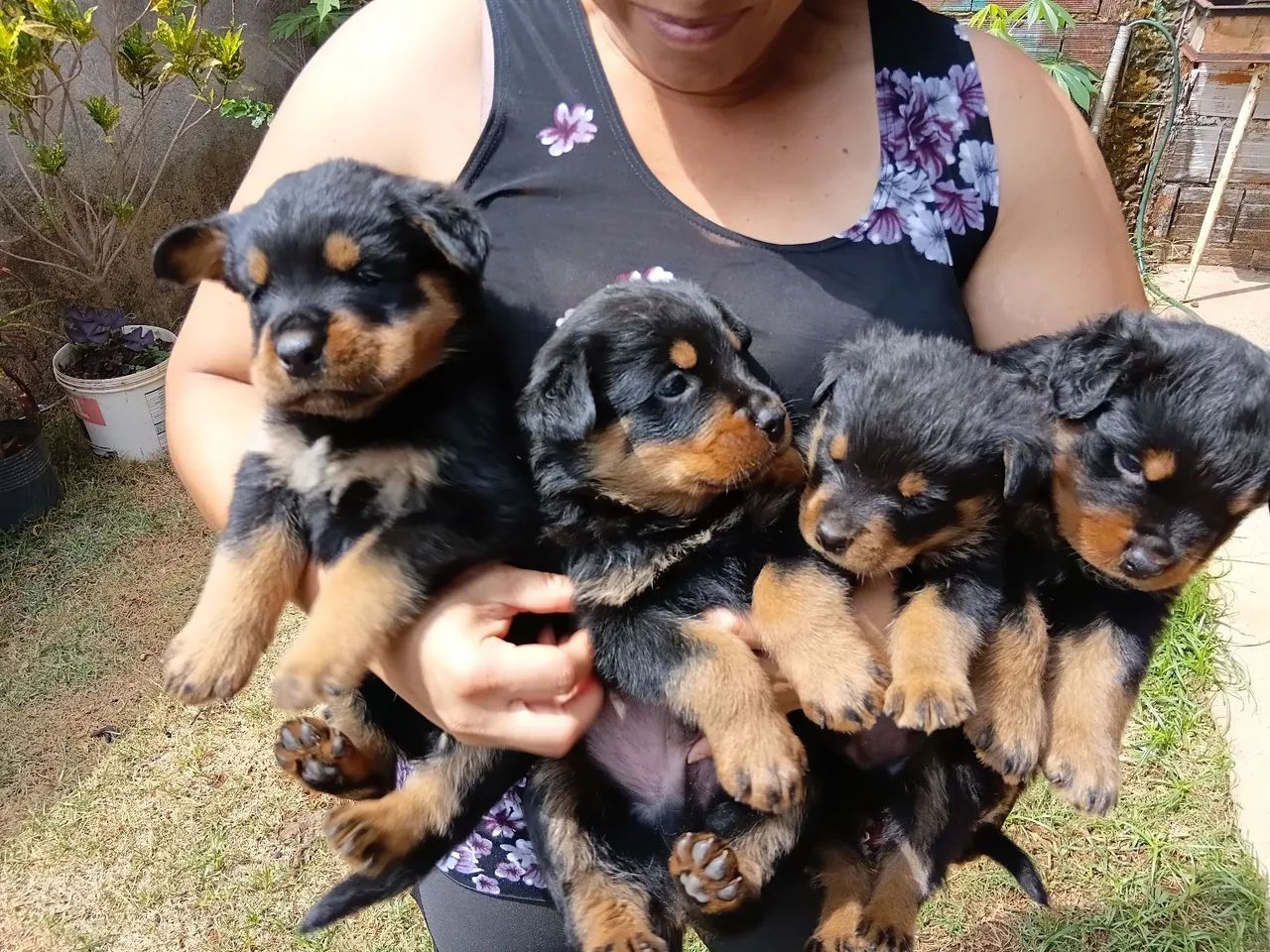 Filhotes de rottweiler - Foto 3