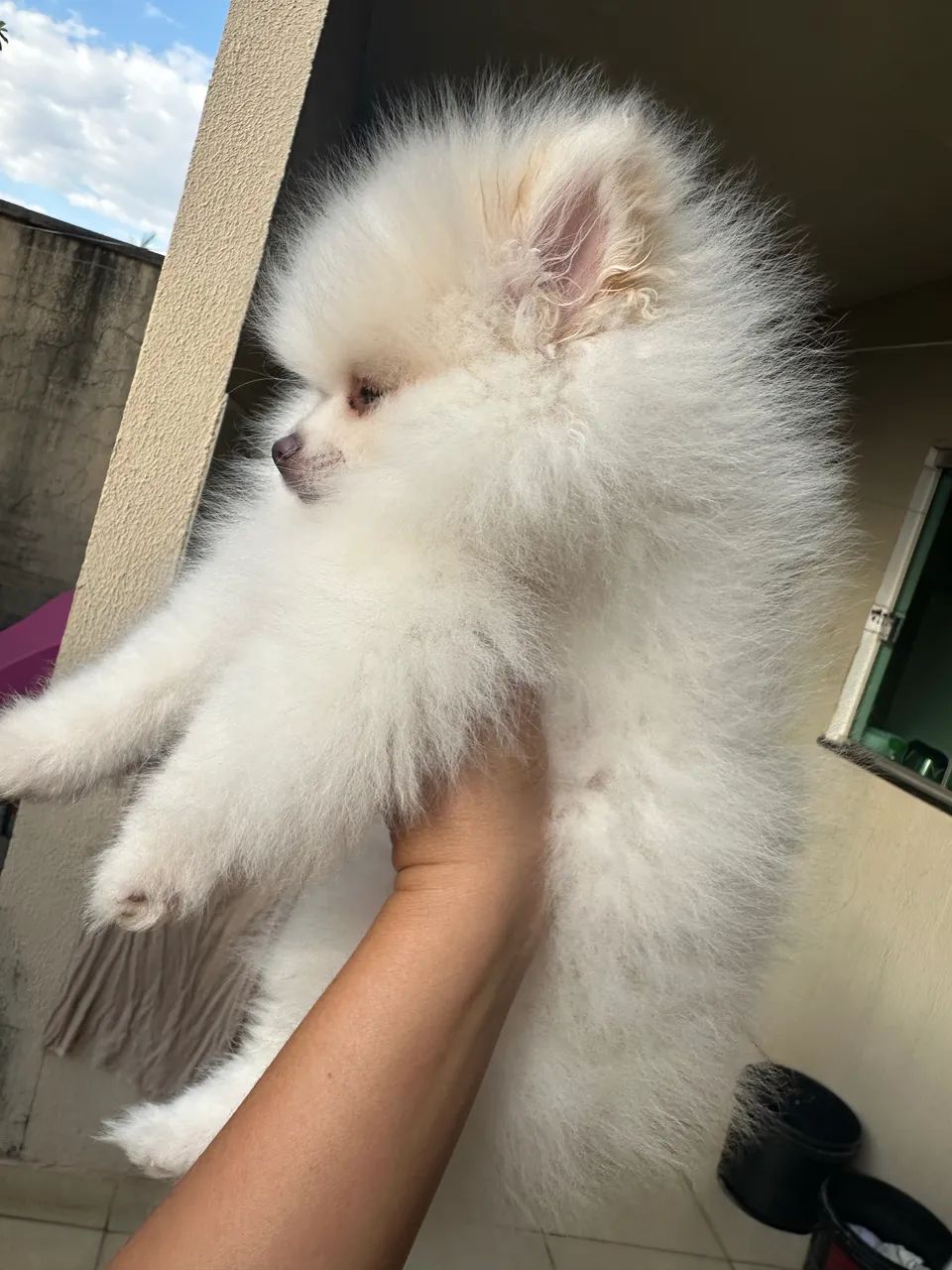 Lulu  - Foto 2