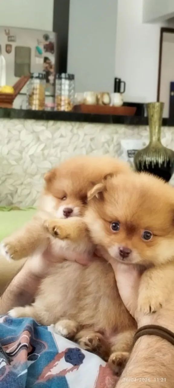 Lulu da Pomerânia filhotes Pronta Entrega - Foto 5
