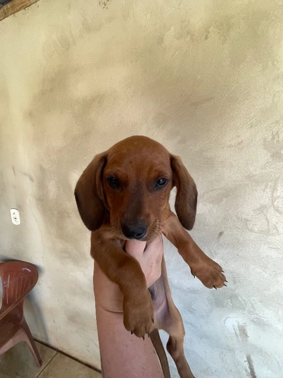 Cachorro - Foto 3