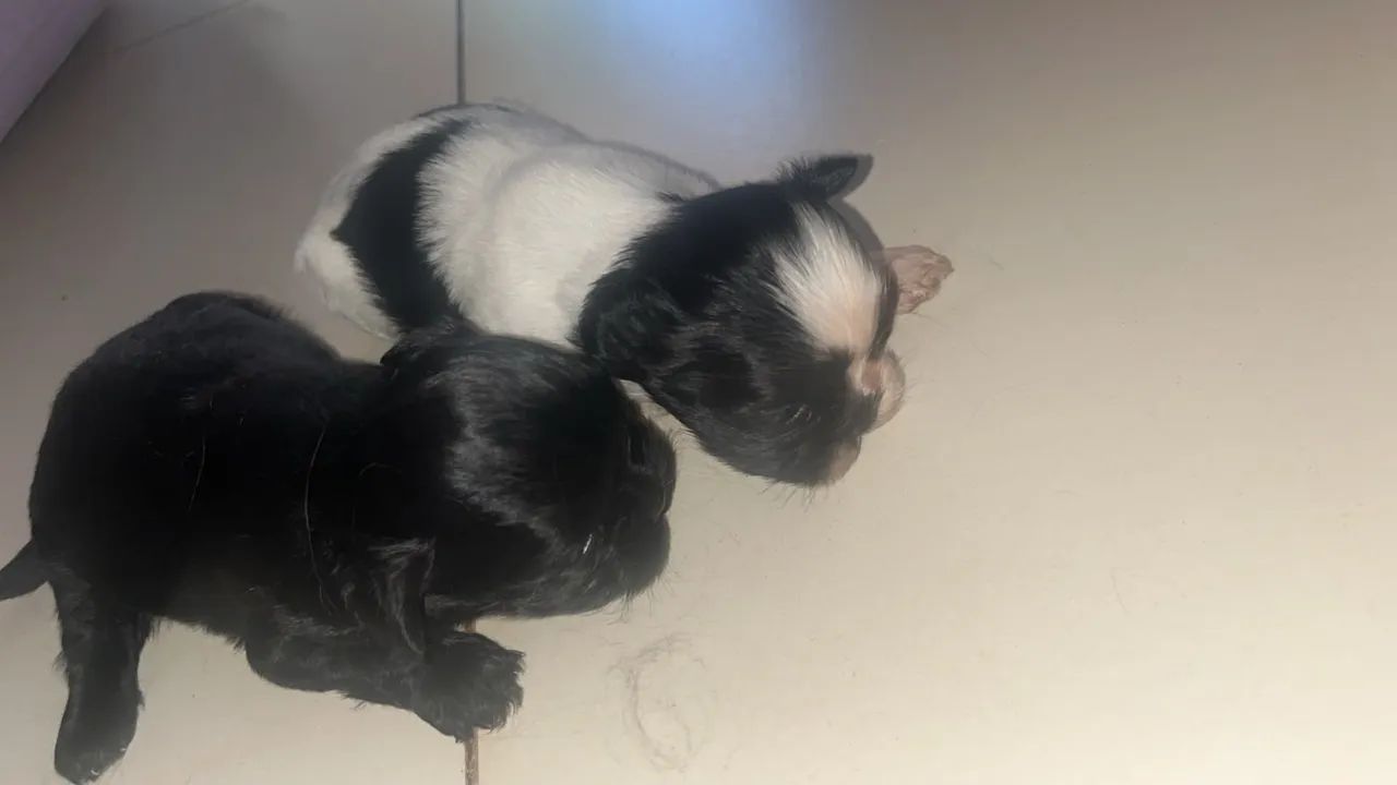 Vende-se cachorro 