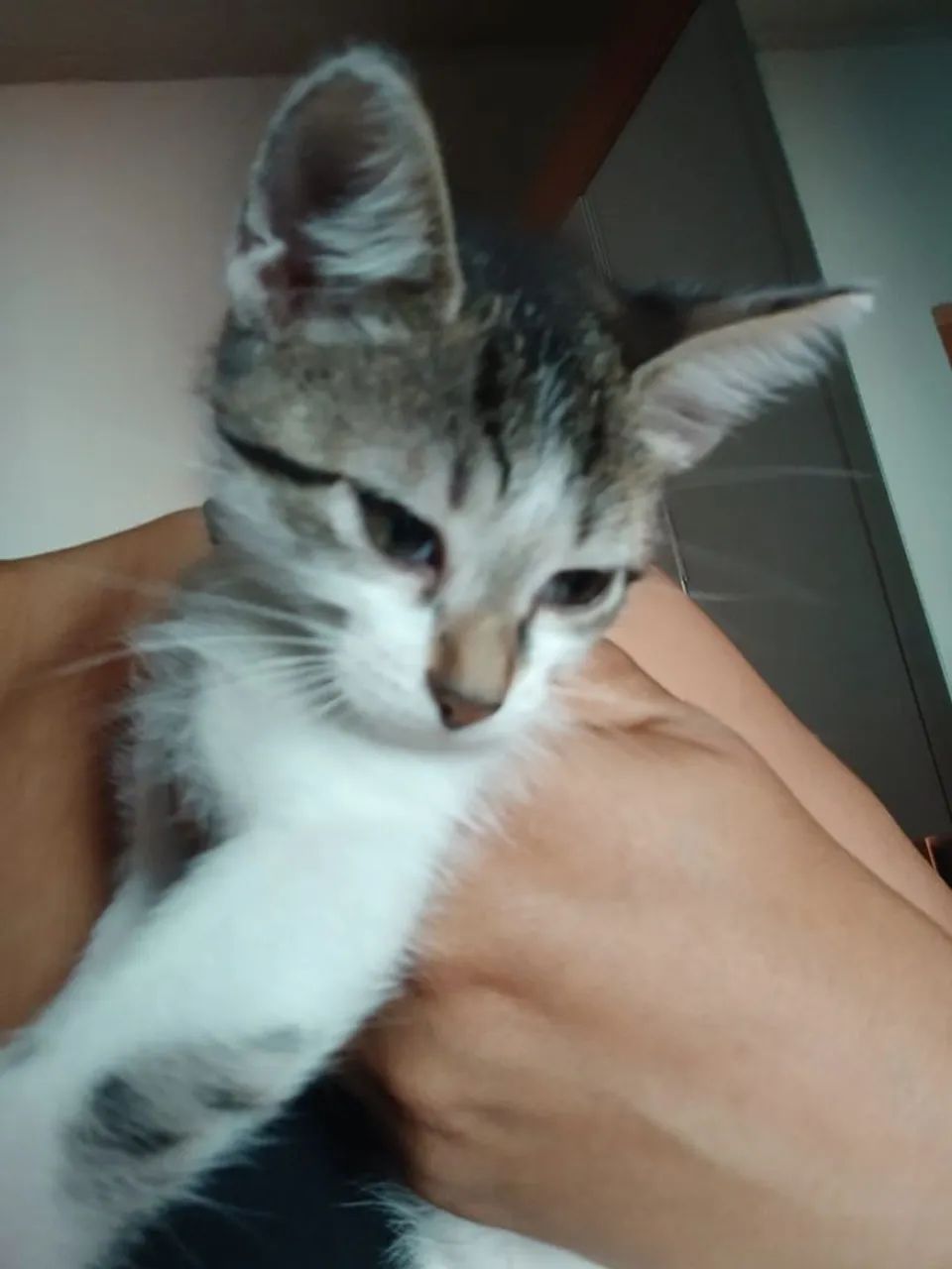 gatos para adoção  - Foto 5