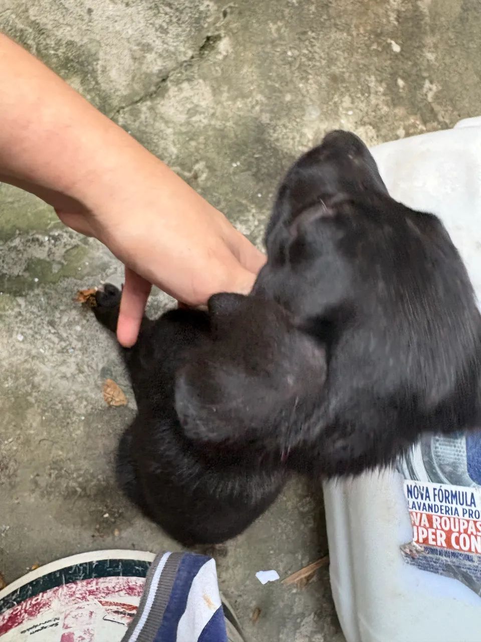 Adoção  - Foto 5