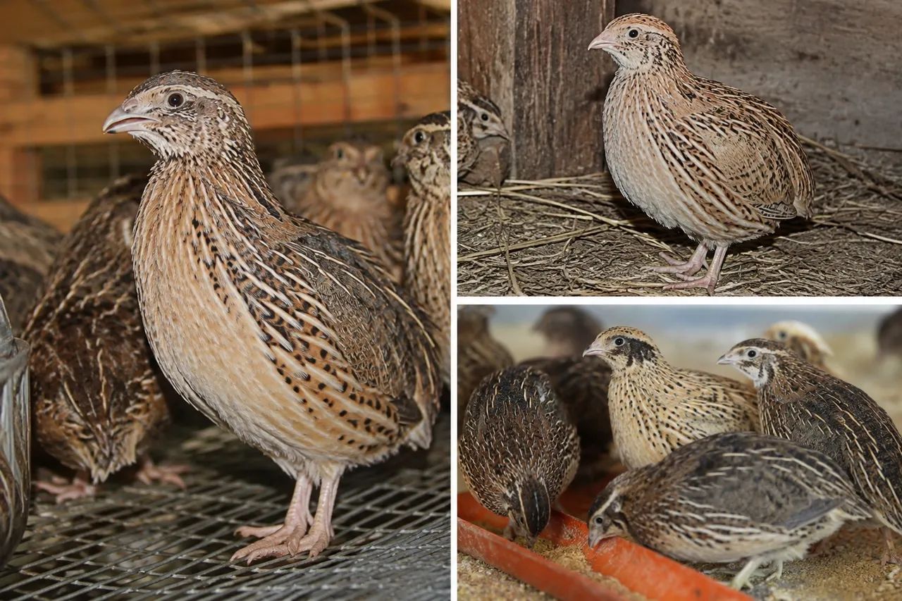 DOAÇÃO DE CODORNAS