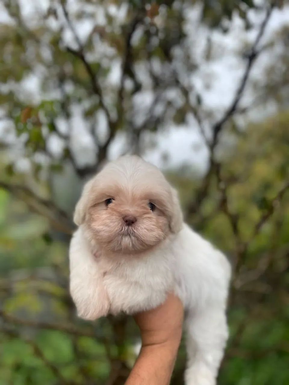 Belos shih Tzu  - Foto 3