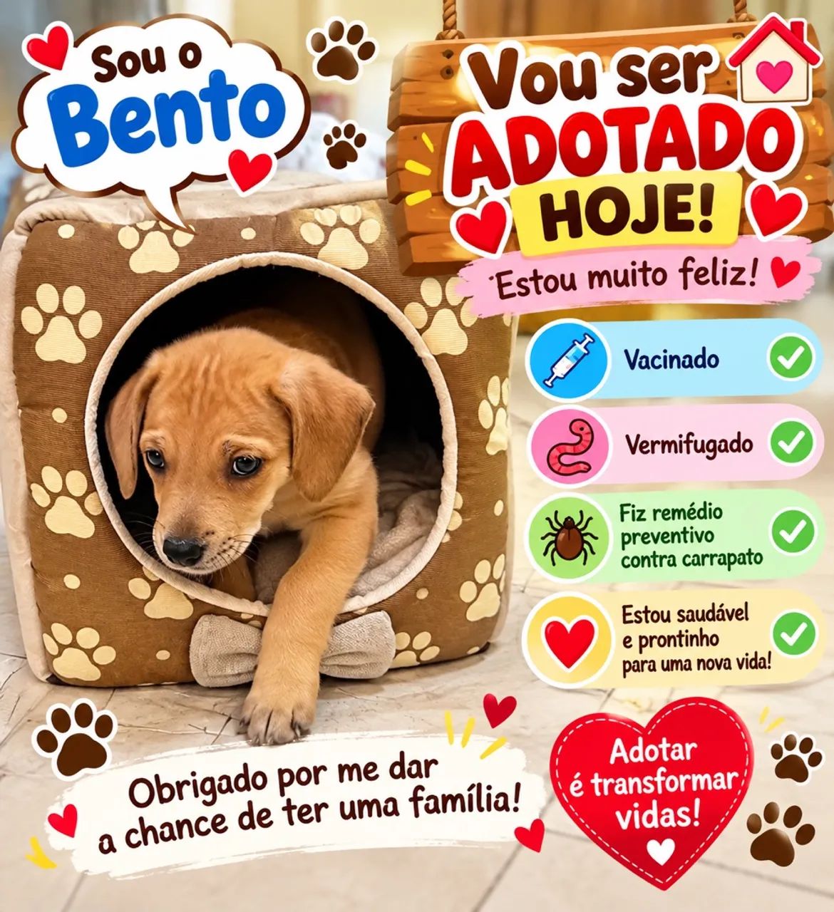 Adoção responsável  - Foto 2