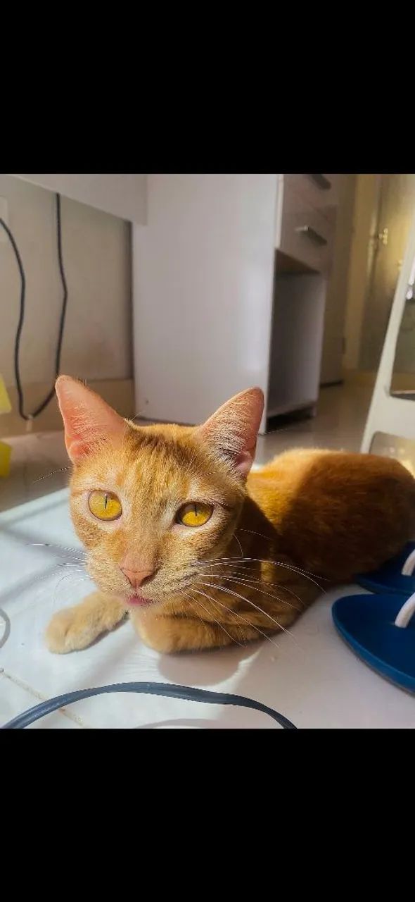 gata para adoçao - Foto 2