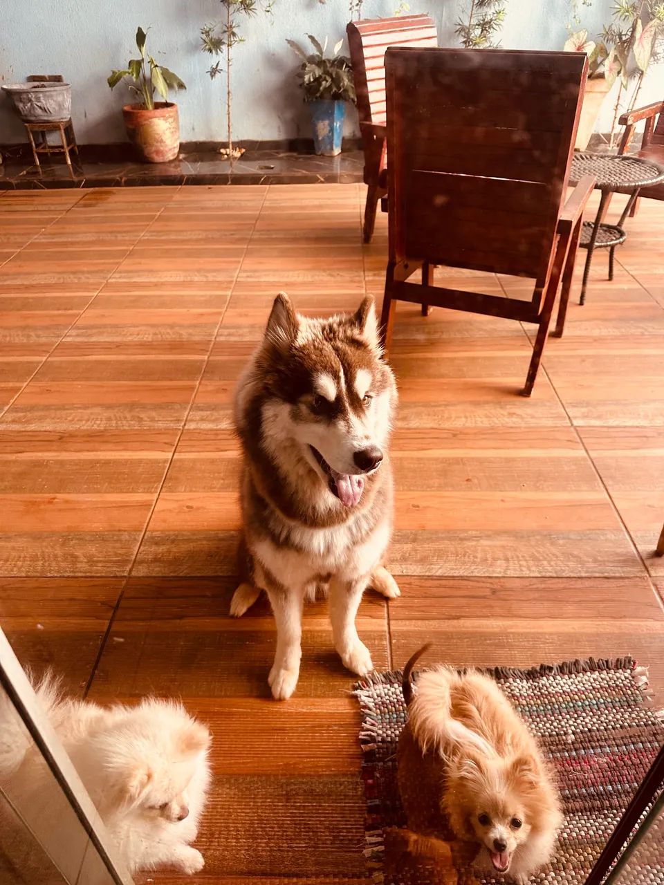 Husky siberiano fêmea cruza  - Foto 2