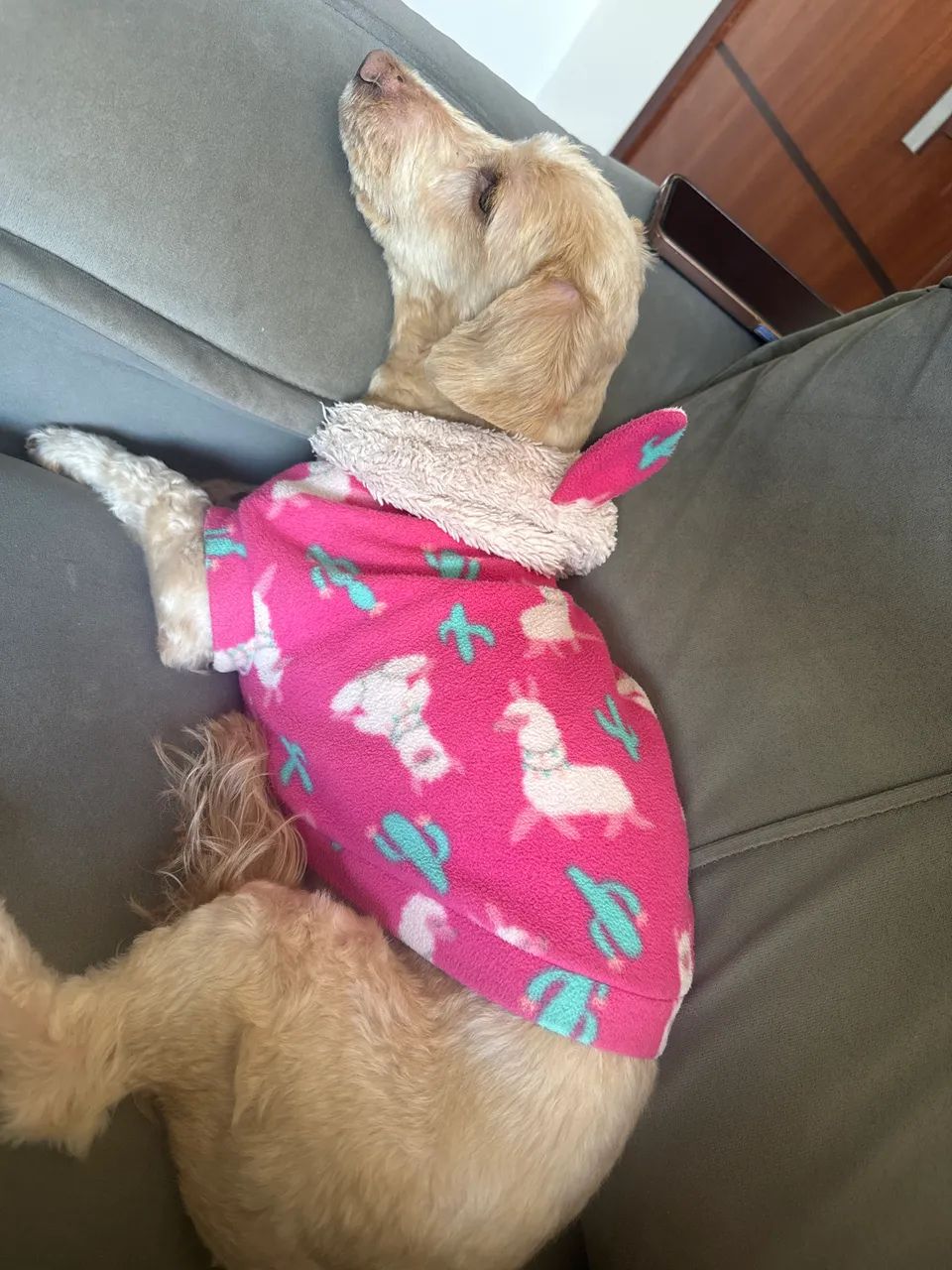 Doação responsável cachorra 