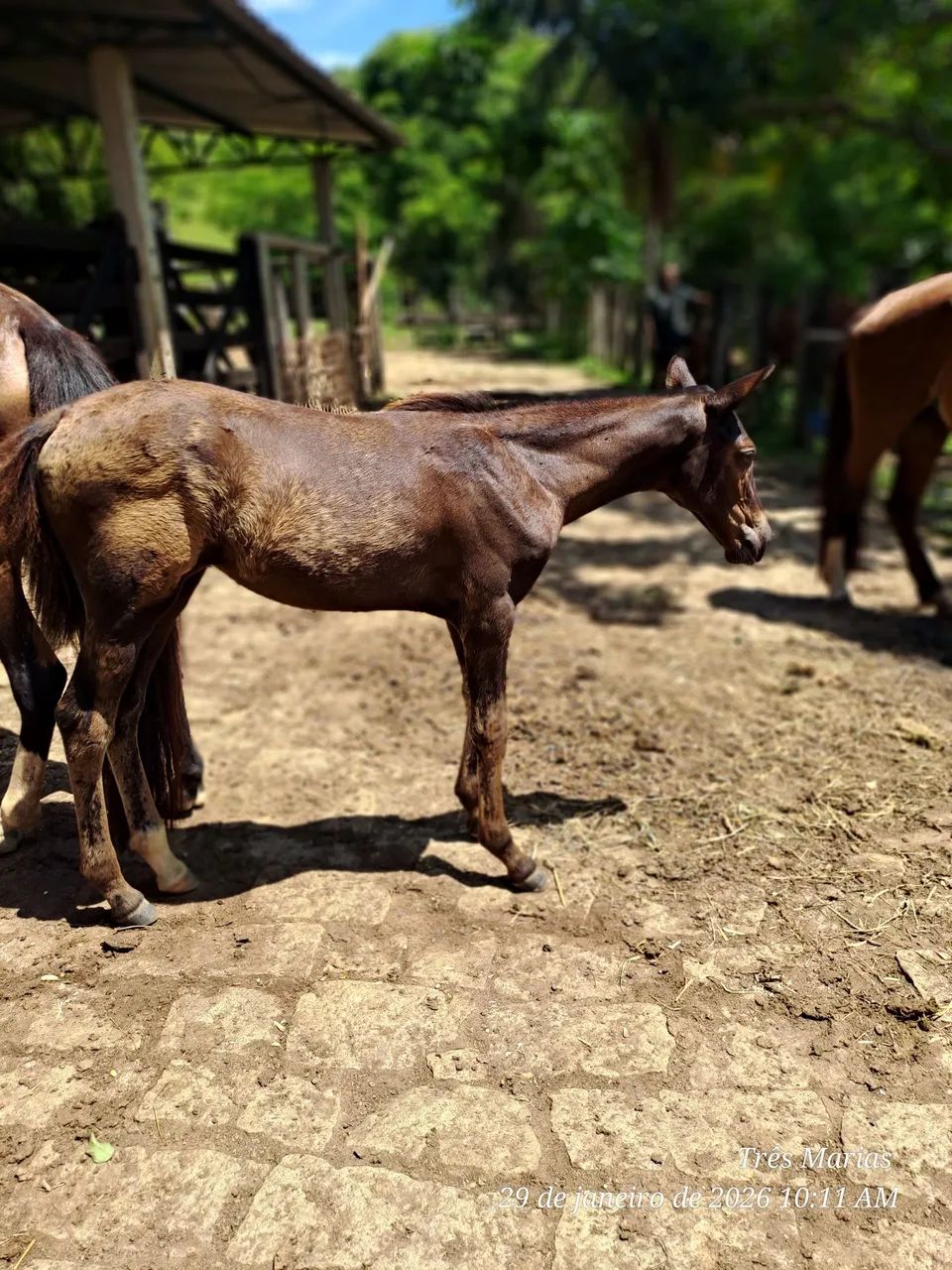 Linda Potra Controlada. Aceito  cartão e pix 