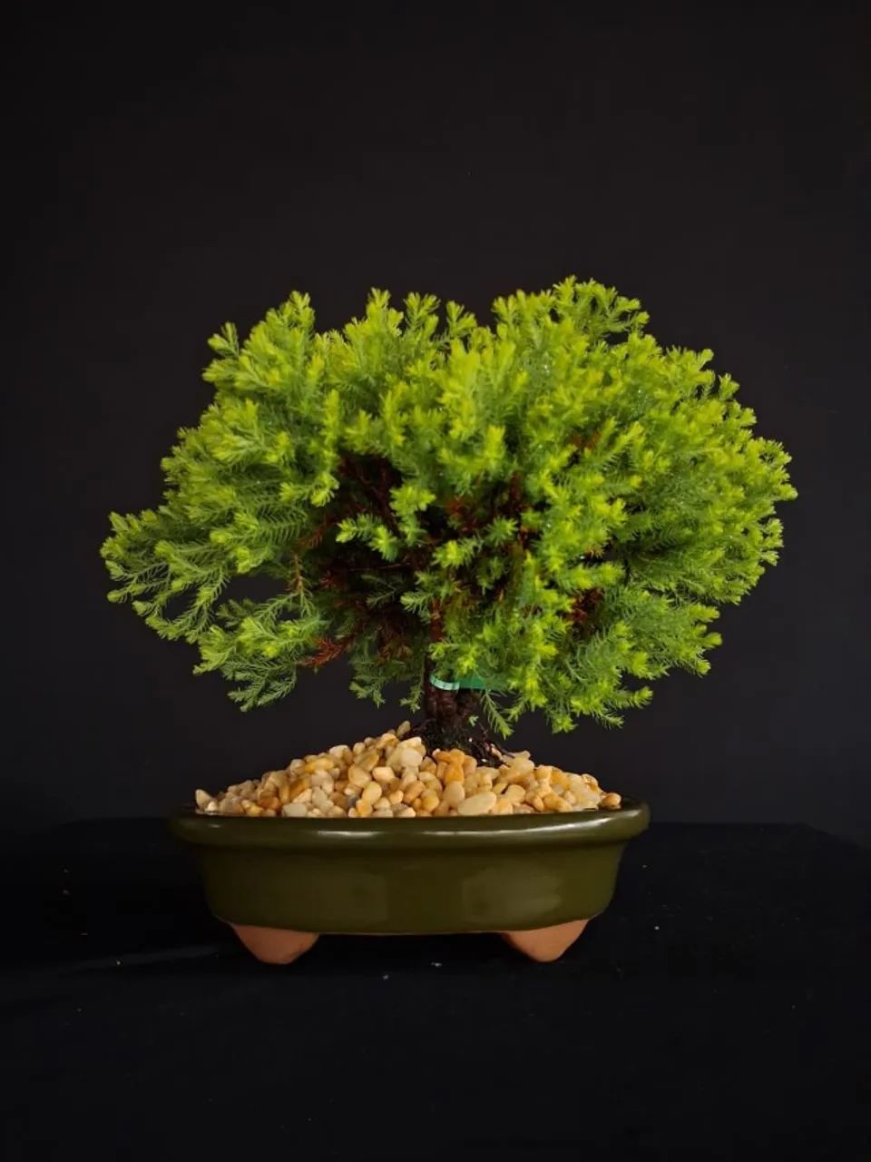 Bonsai Tuia Holandesa / Vaso de Cerâmica Verde Musgo - Hajime