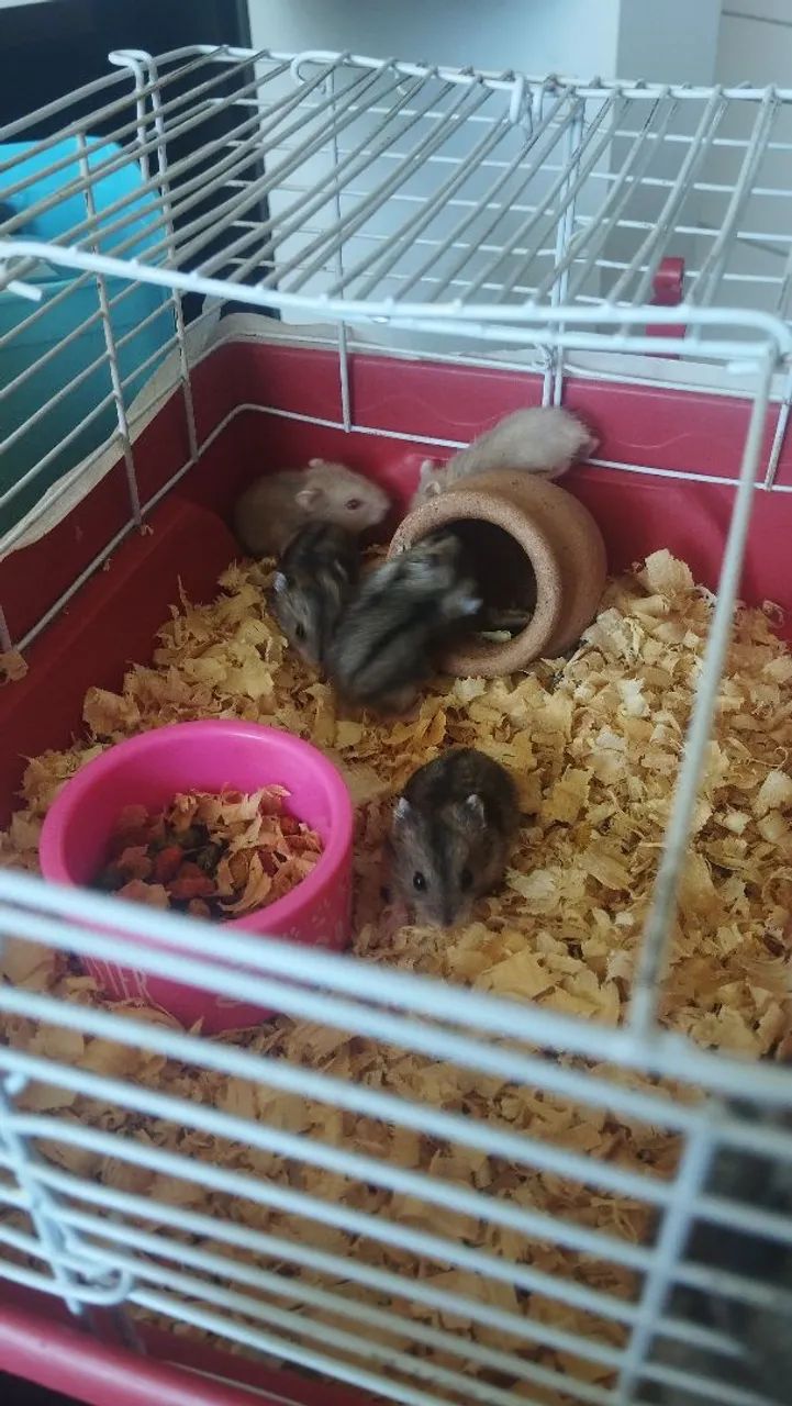 Hamsters anão russo  - Foto 2