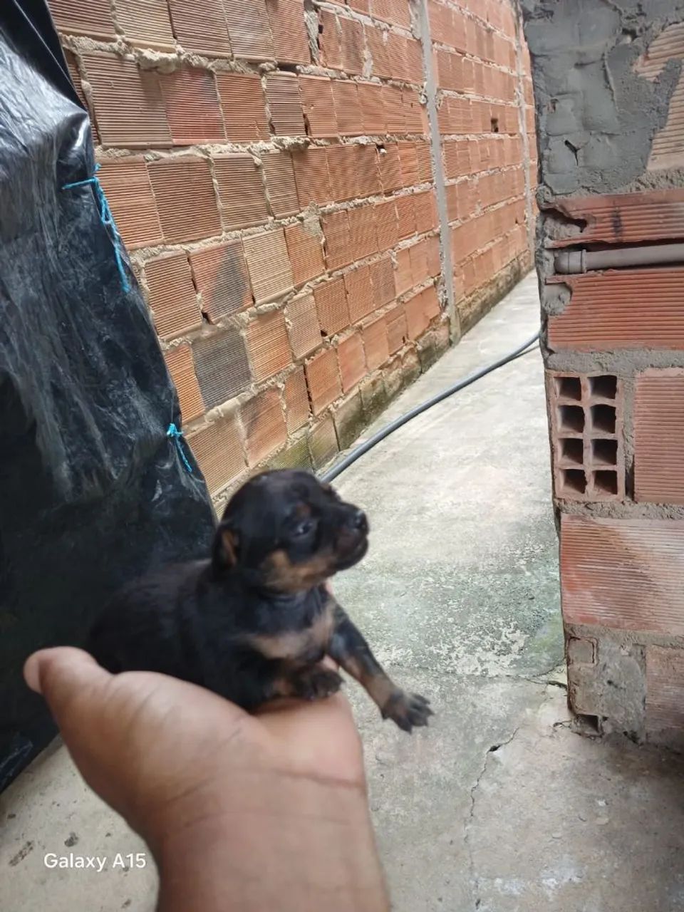Pinscher 