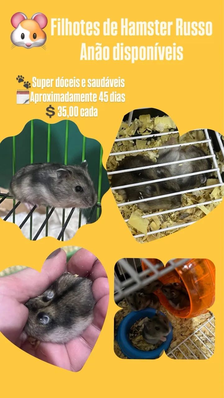 Hamster Anão Russo Filhote