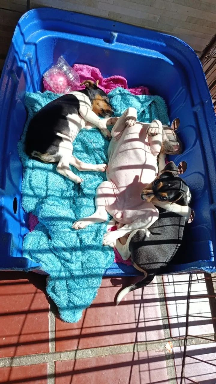Terrier Brasileiro/Fox? - Foto 3
