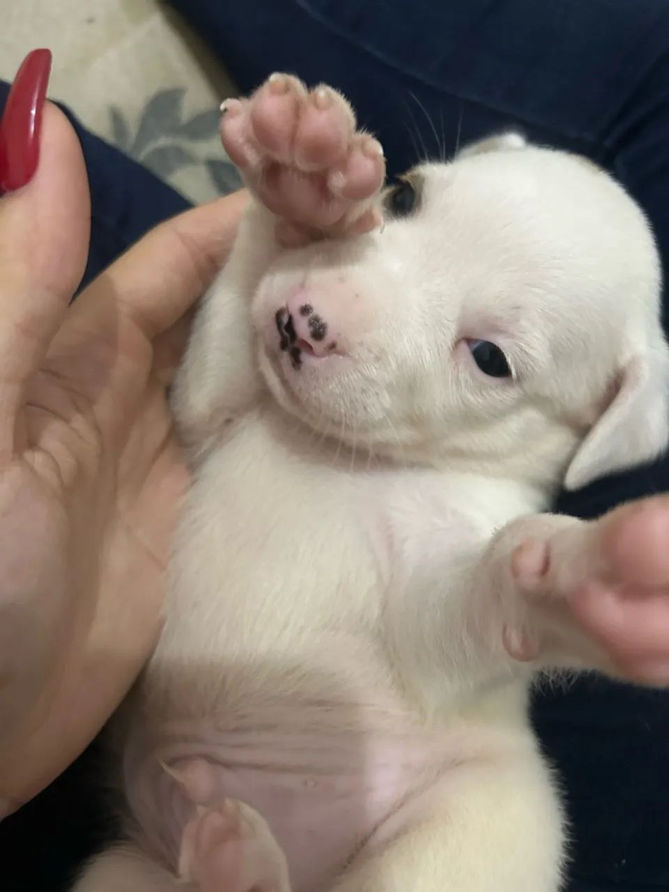 Cachorro pitbull  - Foto 2