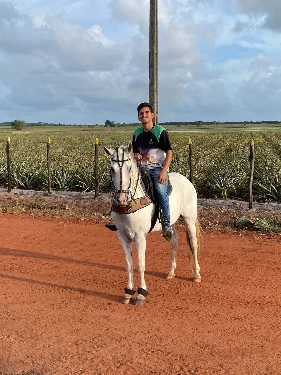 Cavalo pronto de esteira 