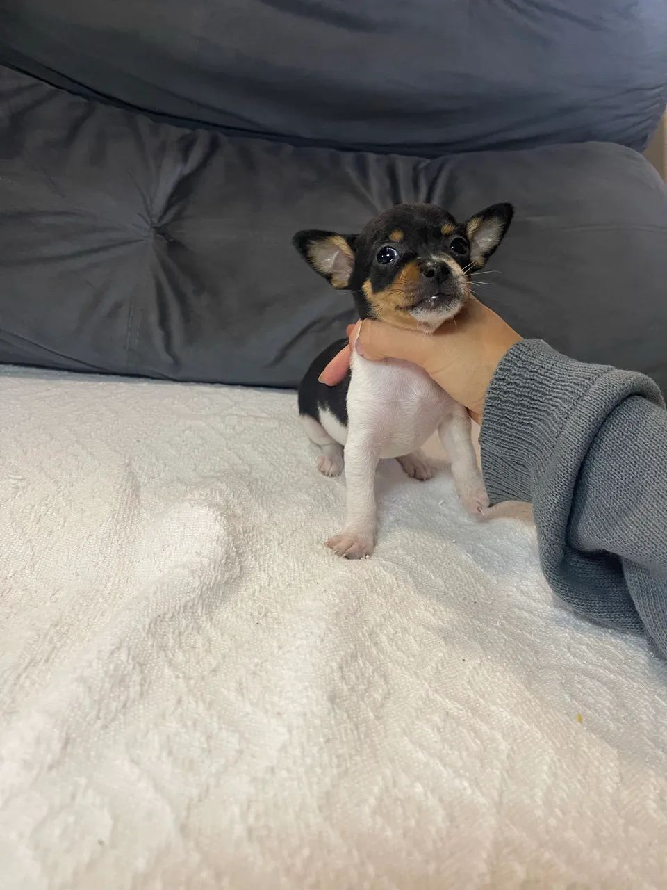 Filhote Pinscher