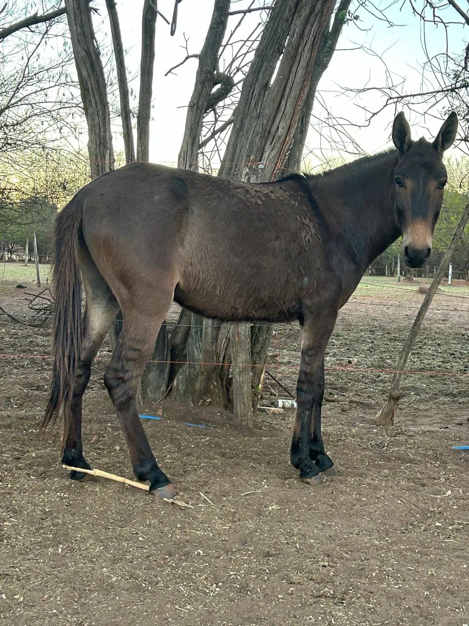 Burro bom de cela - Foto 5