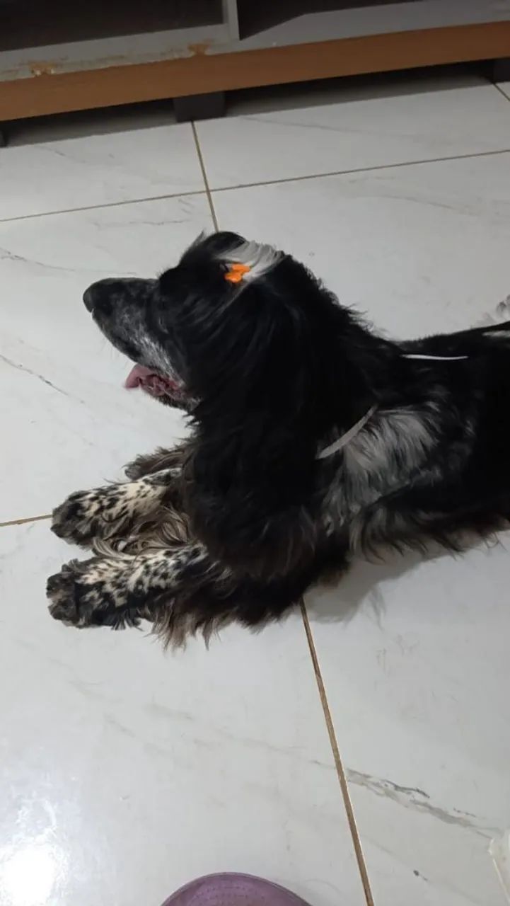 Cocker spaniel (PROCURA NAMORADA) - Foto 5
