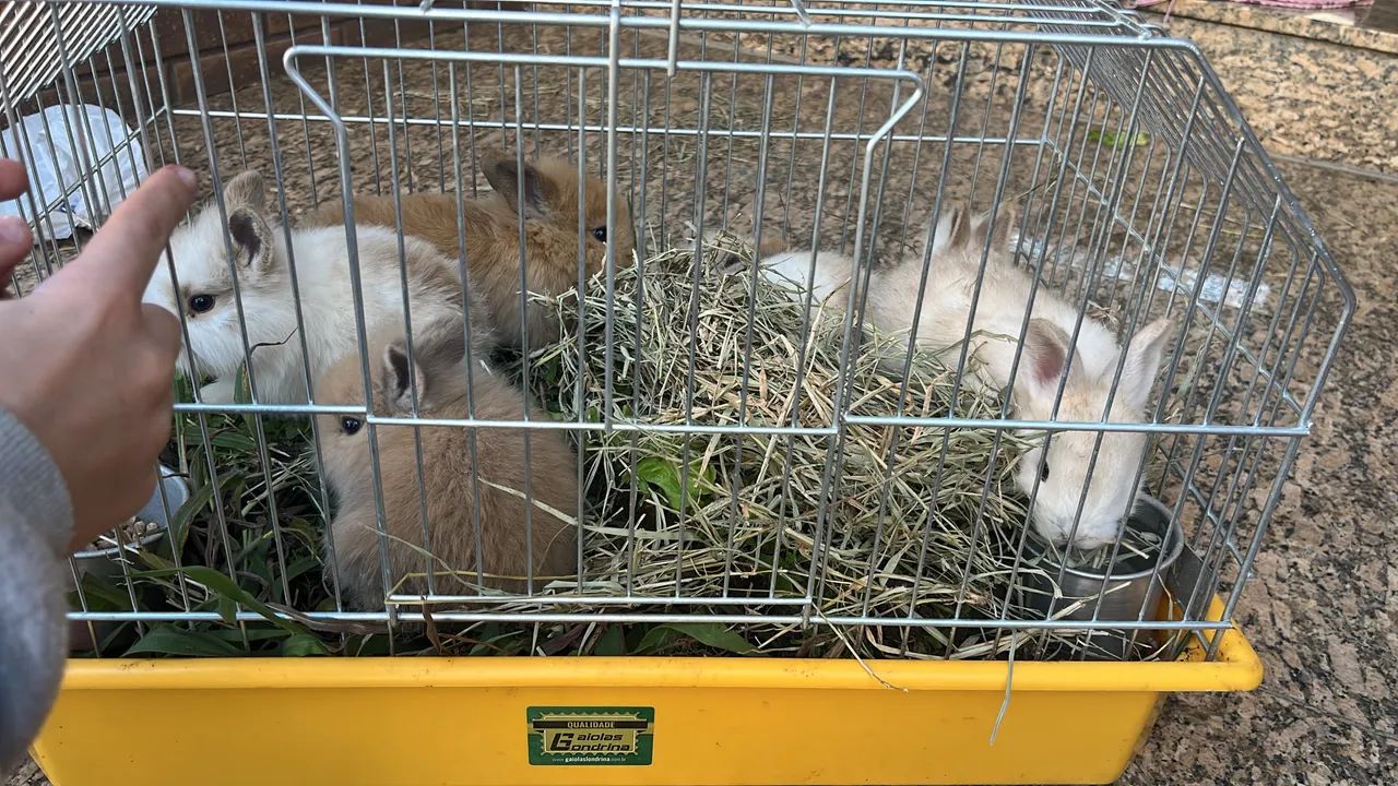 Coelhos 