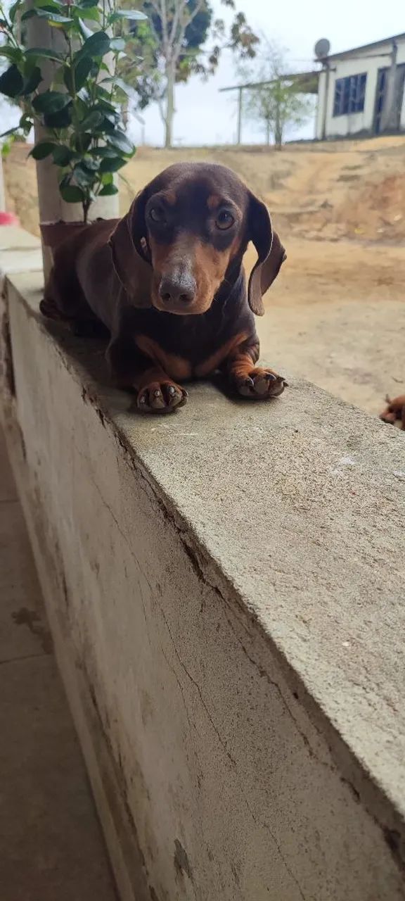 Dachshund