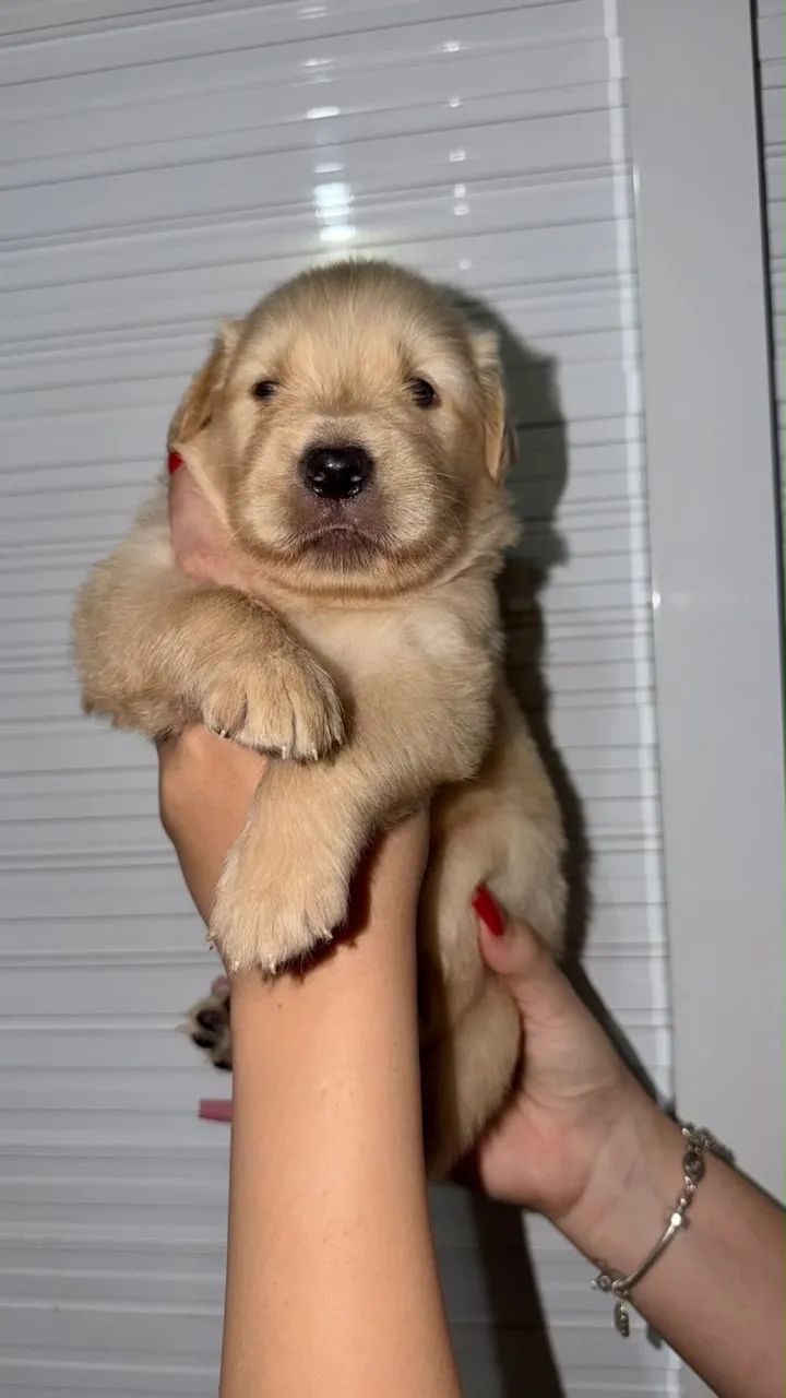 FILHOTE GOLDEN RETRIVER  - Foto 3