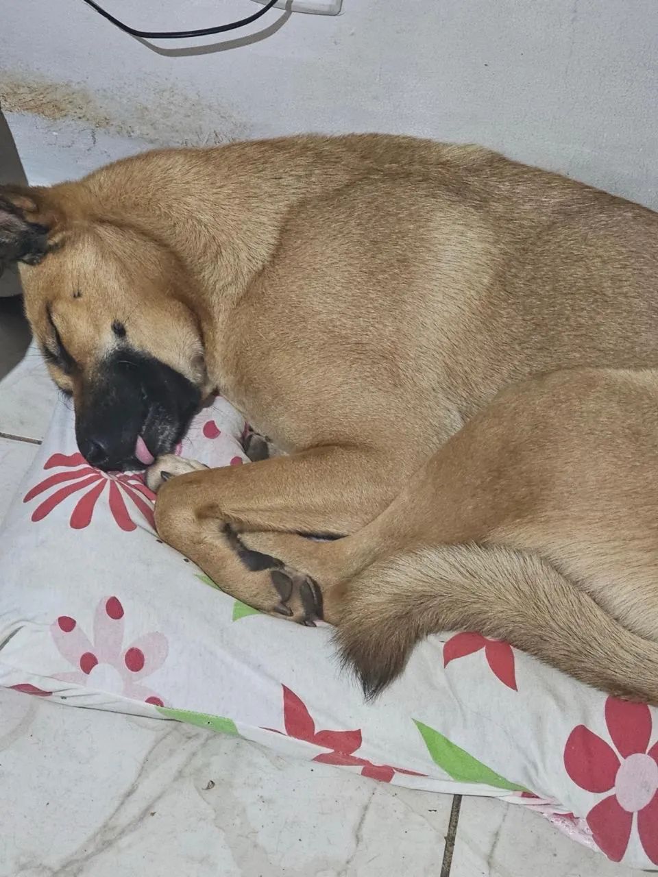Adoção Responsável  - Foto 2