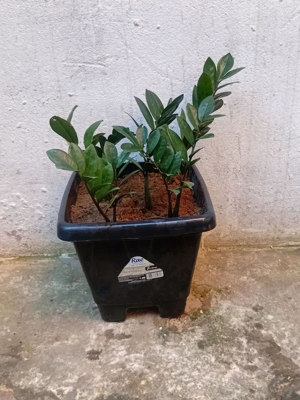 Vendo com vaso  - Foto 4