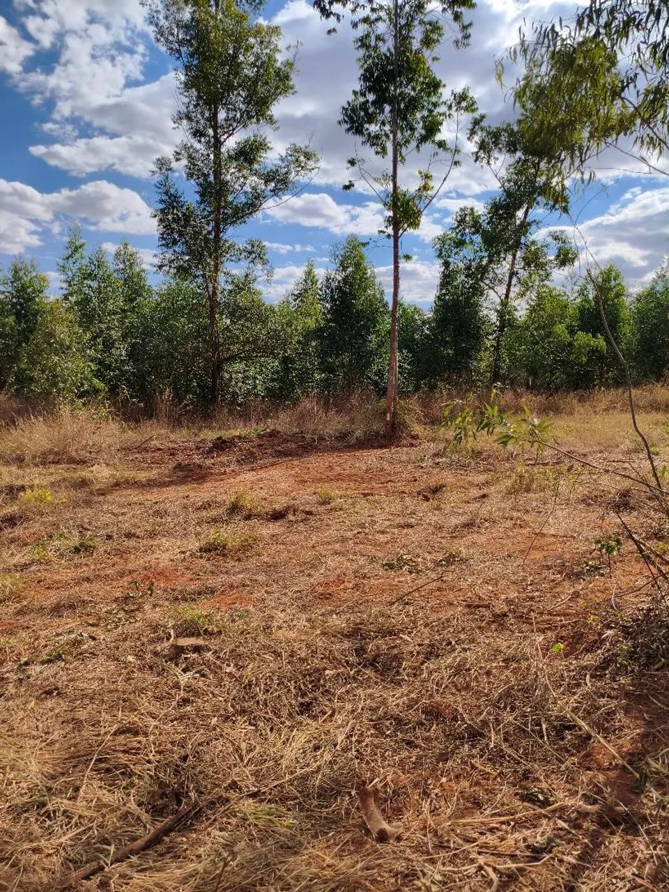 Chácara em Nerópolis 22.000 M2   - Foto 4
