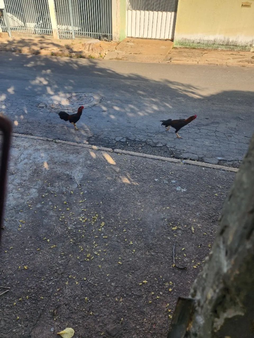 Galo - Foto 2