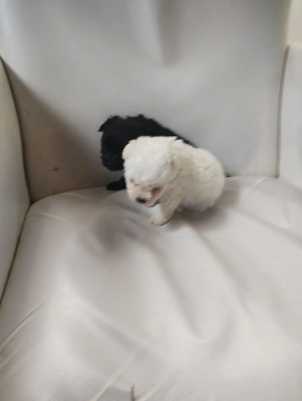 Poodle mini toy - Foto 2