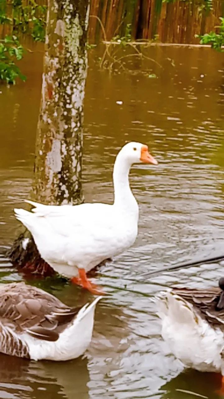 SÓ CHAMAR SE REALMENTE TIVER INTERESSE 