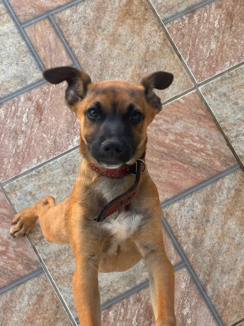 Doação de cachorro  - Foto 4