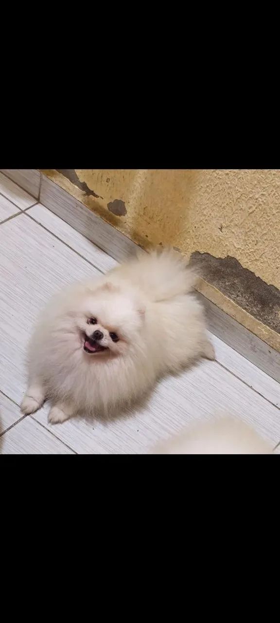 Filhotes de lulu da pomerania anão disponível  - Foto 4