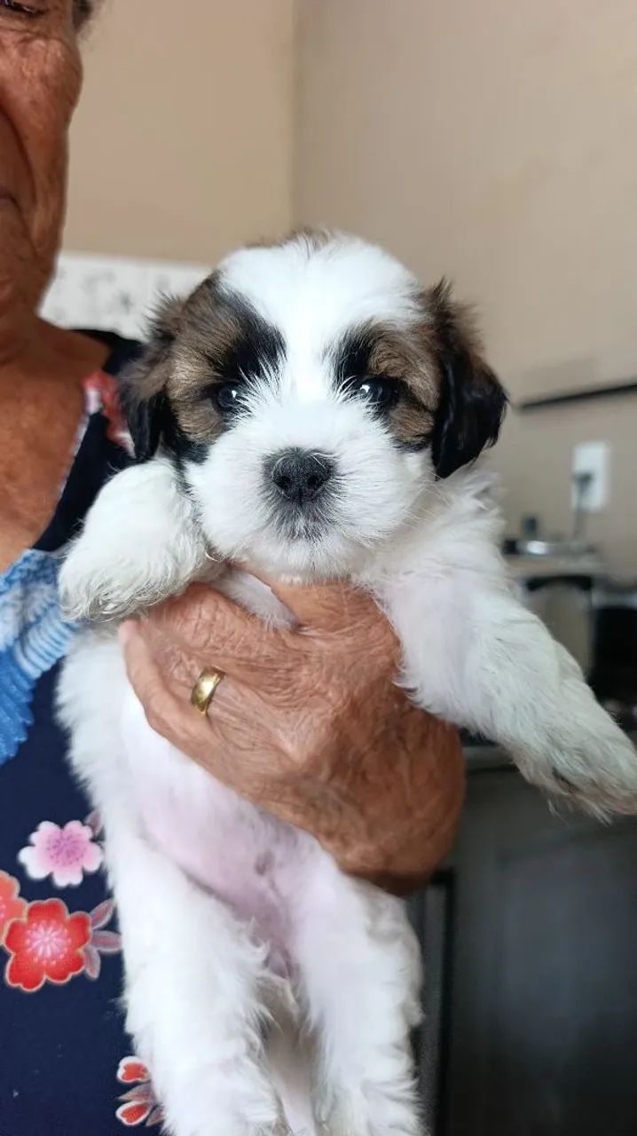 Filhotes de Lhasa Apso  - Foto 3