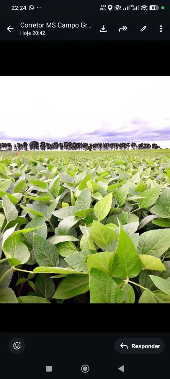 Fazenda da de arrendamento 900 hec a 30 km CGDe. MS. - Foto 4