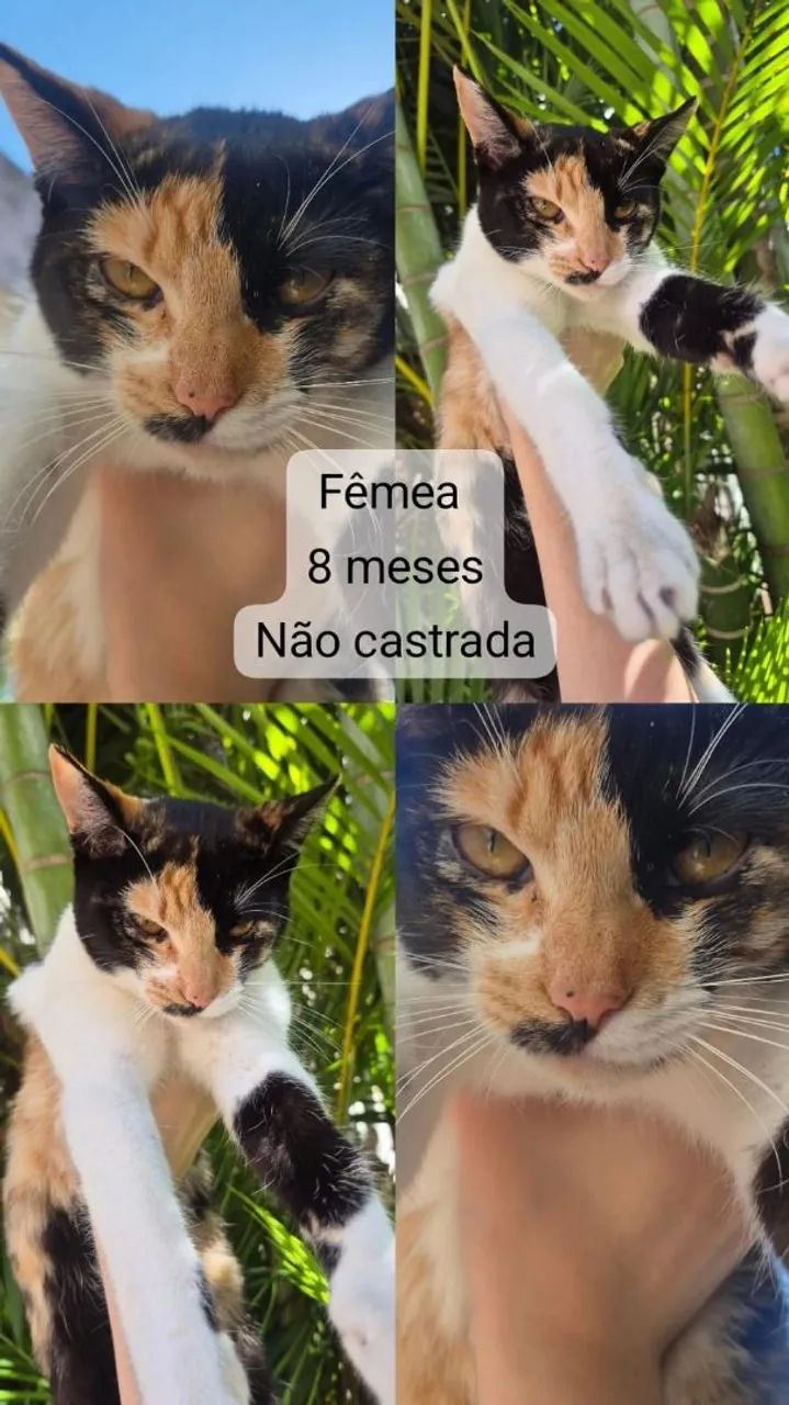 Doação - Gatas - Foto 3