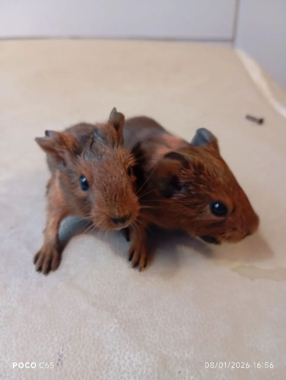 Porquinho da índia  - Foto 3